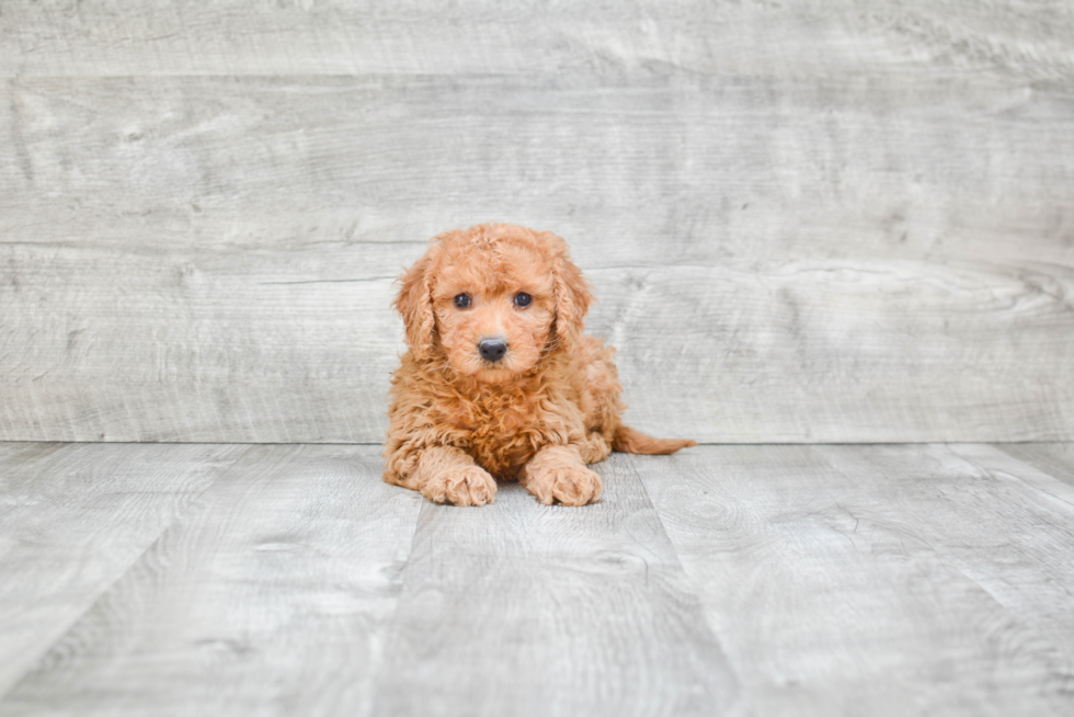 Funny Mini Goldendoodle Poodle Mix Pup