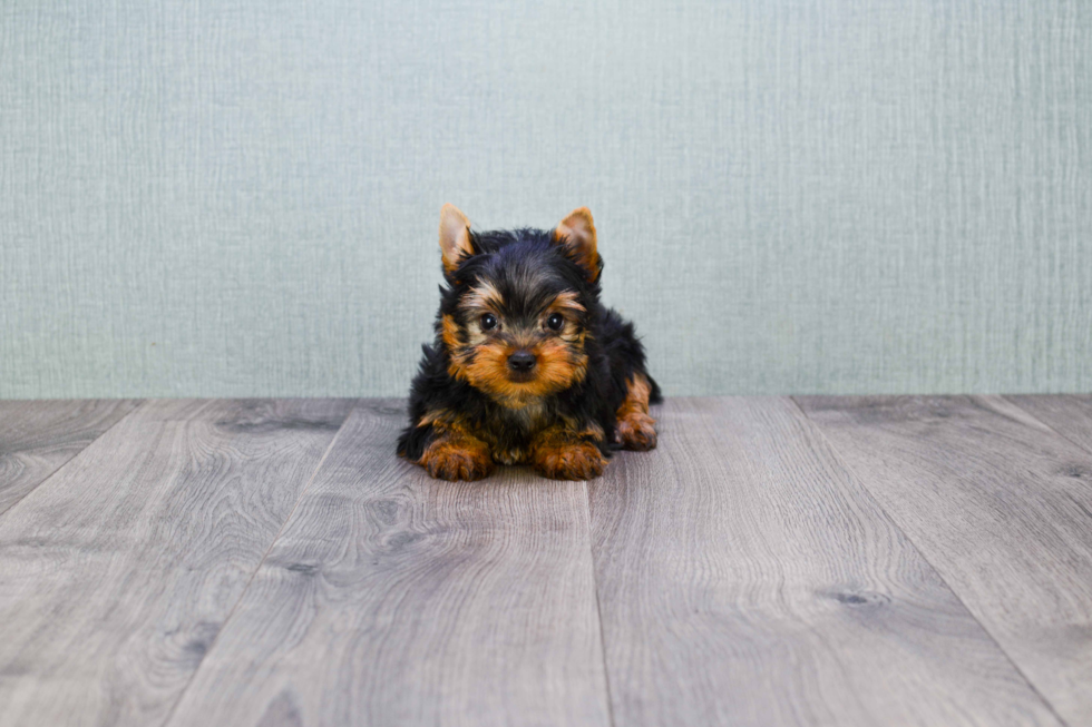 Meet Eli - our Yorkshire Terrier Puppy Photo 