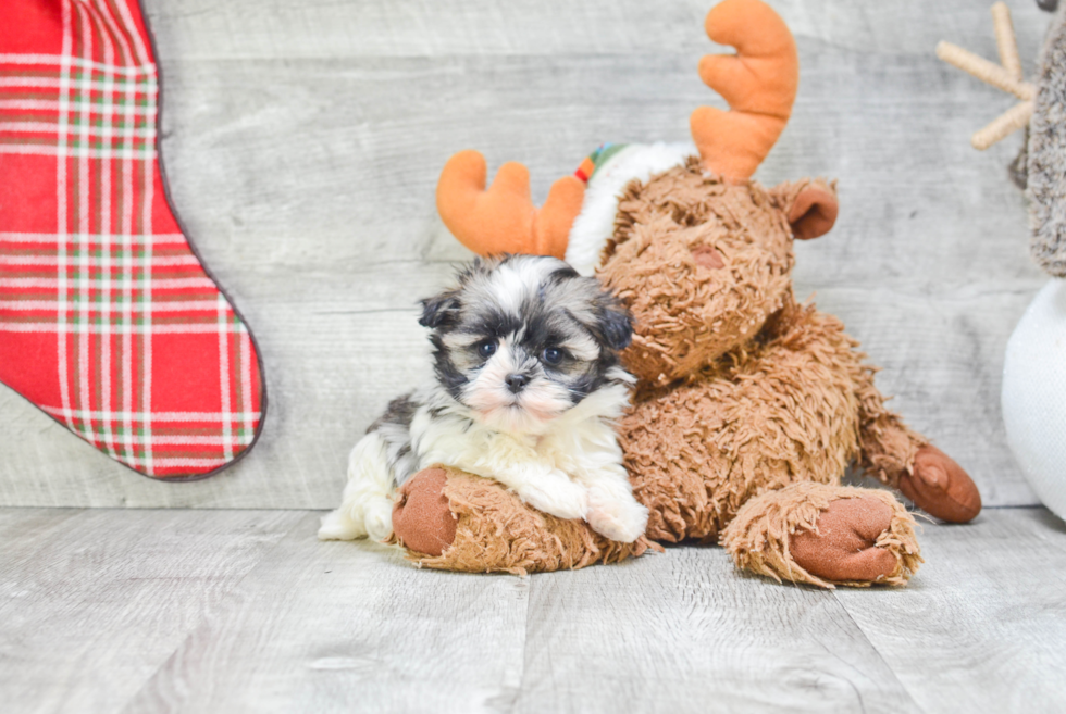 Funny Havanese Purebred Pup