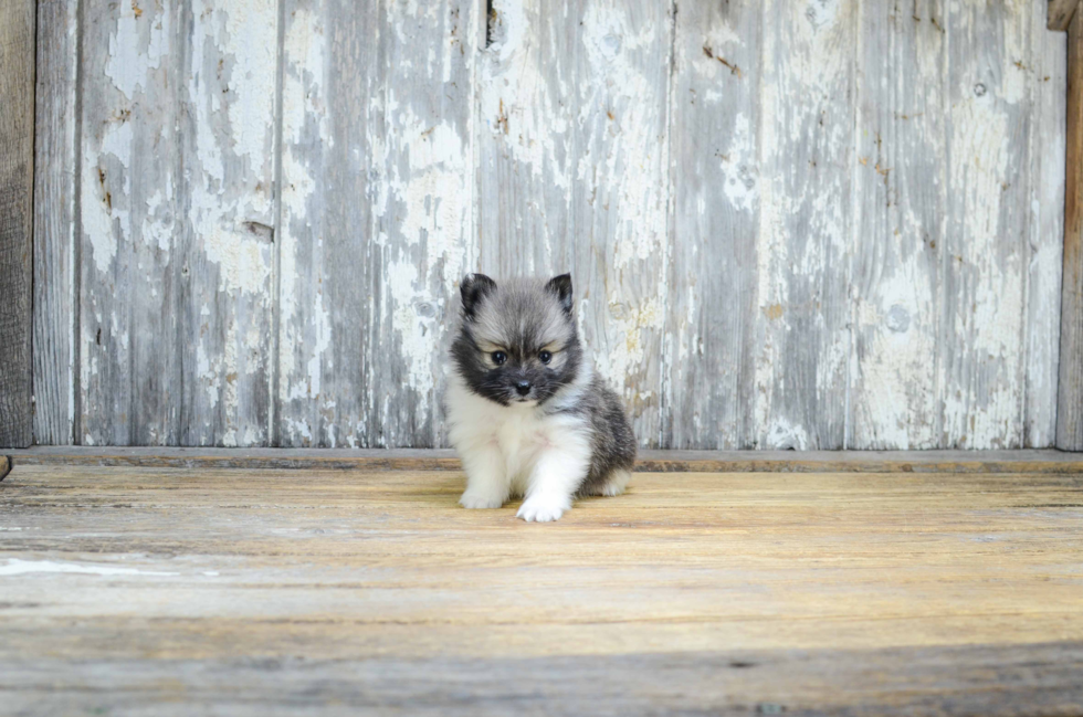 Pomeranian Puppy for Adoption