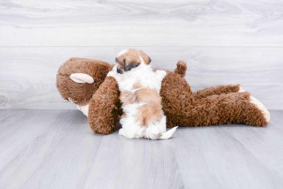 Teddy Bear Pup Being Cute