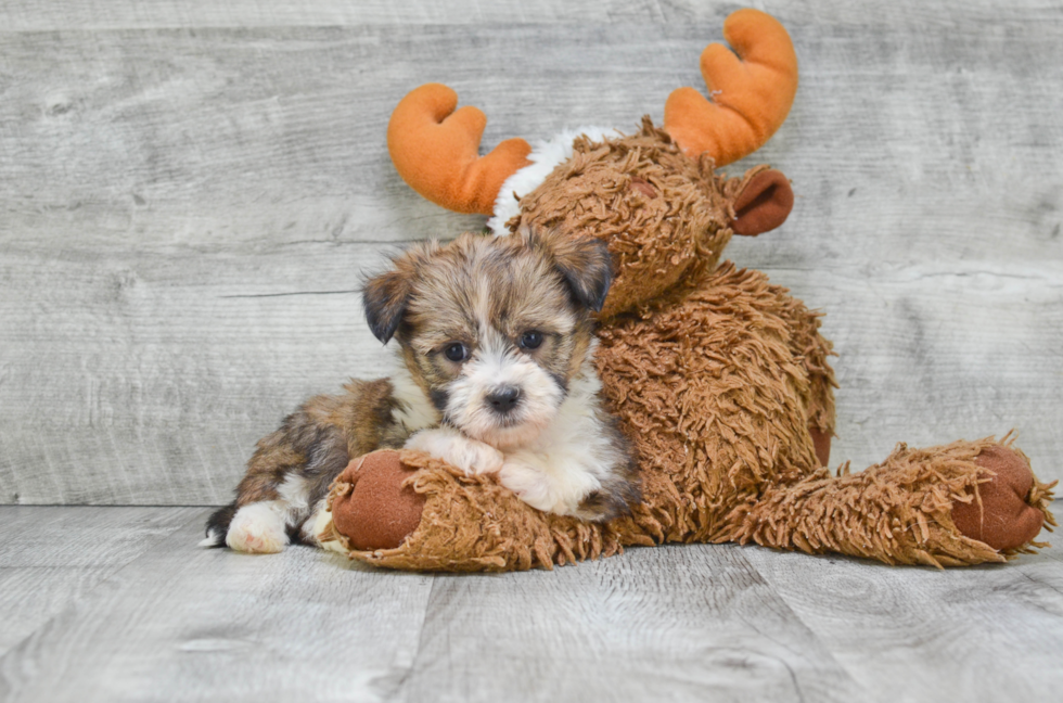 Havanese Puppy for Adoption