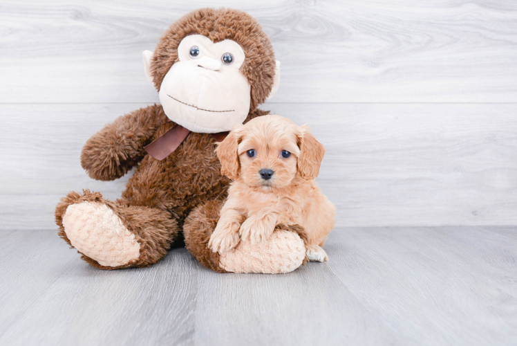 Cavapoo Pup Being Cute