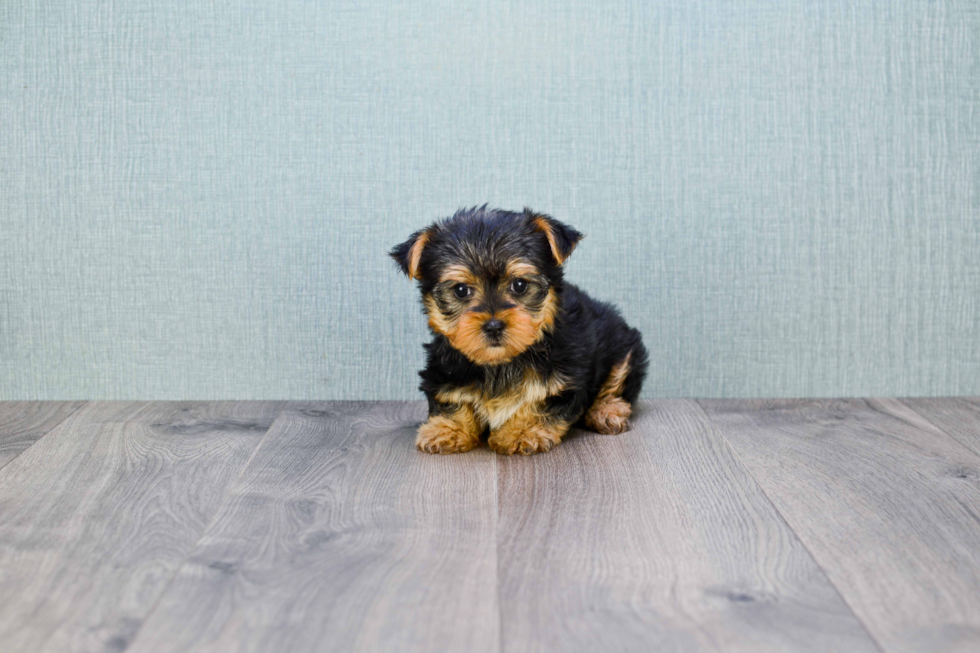 Meet Izzie - our Yorkshire Terrier Puppy Photo 