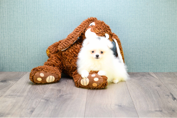 Fluffy Pomeranian Purebred Puppy