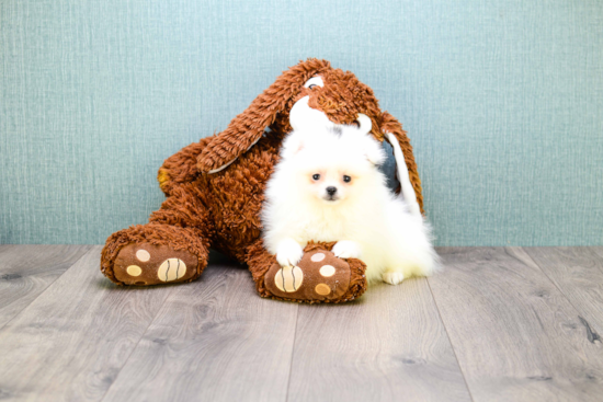 Fluffy Pomeranian Purebred Puppy