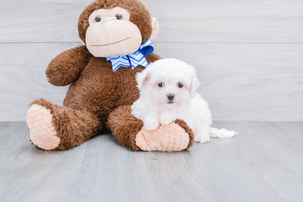 Playful Maltese Baby