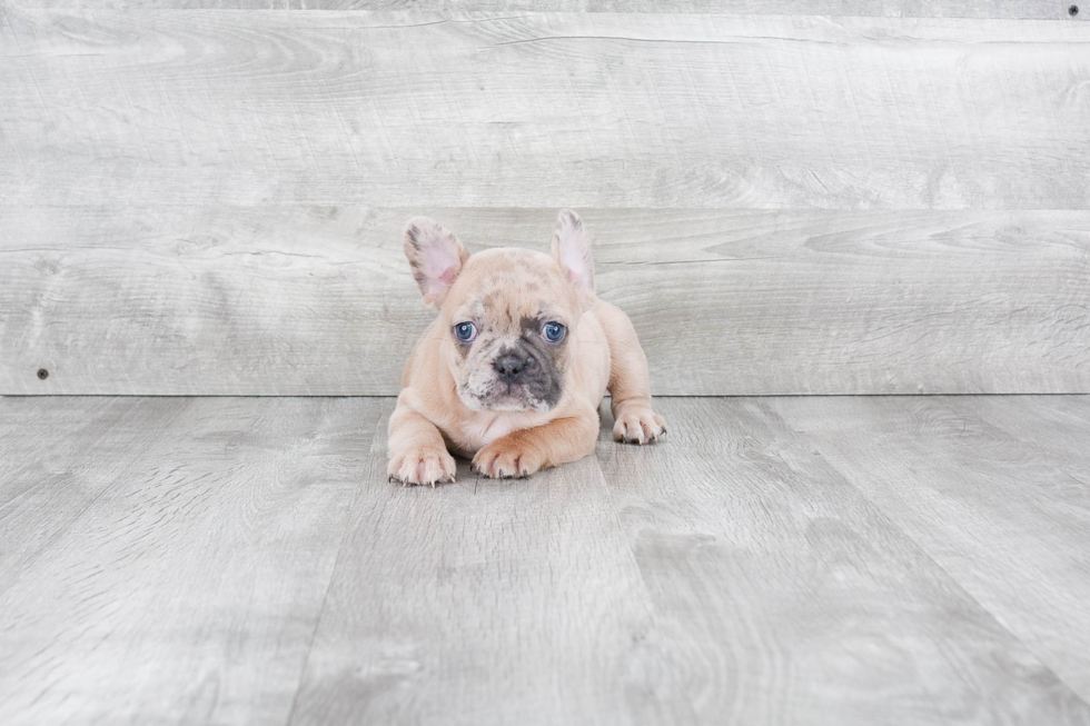 Friendly French Bulldog Purebred Pup