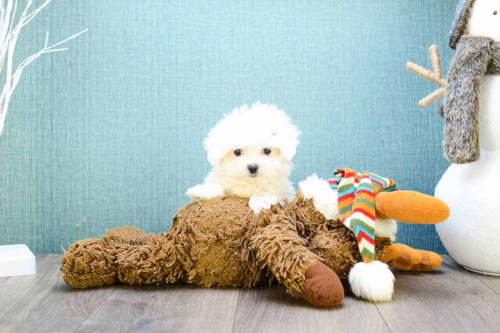 Fluffy Maltese Purebred Puppy