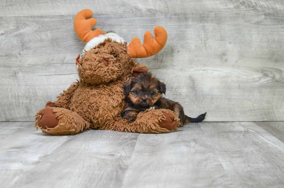 Shorkie Puppy for Adoption