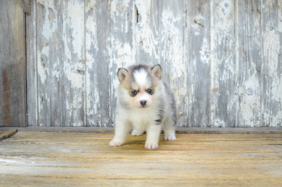 Pomsky Puppy for Adoption