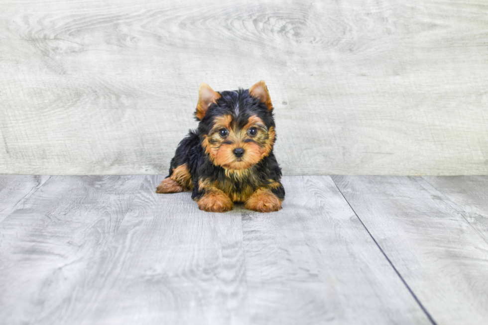 Meet Rascal - our Yorkshire Terrier Puppy Photo 