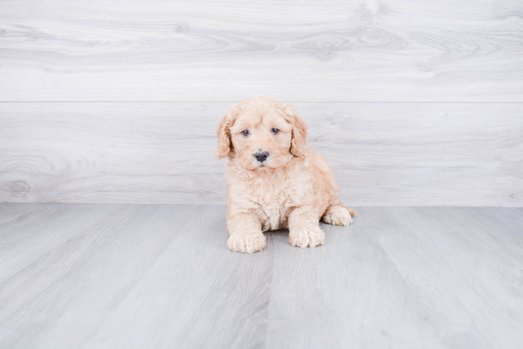 Mini Goldendoodle Puppy for Adoption