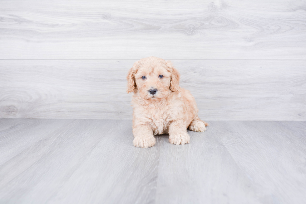 Mini Goldendoodle Puppy for Adoption