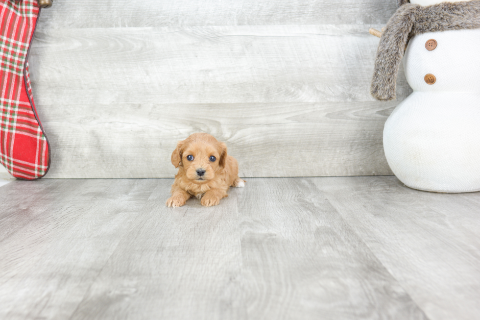 Best Cavapoo Baby