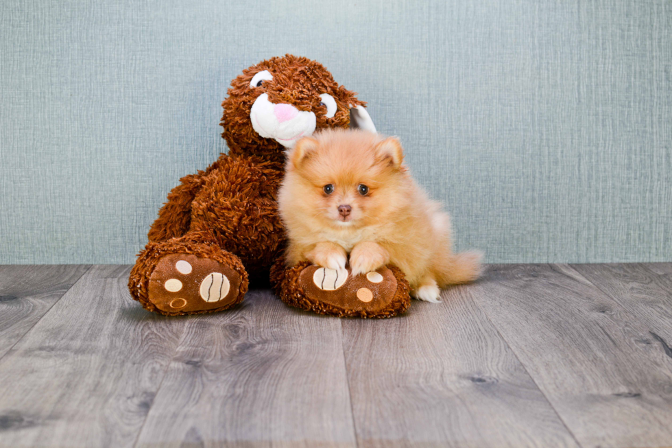 Funny Pomeranian Purebred Pup