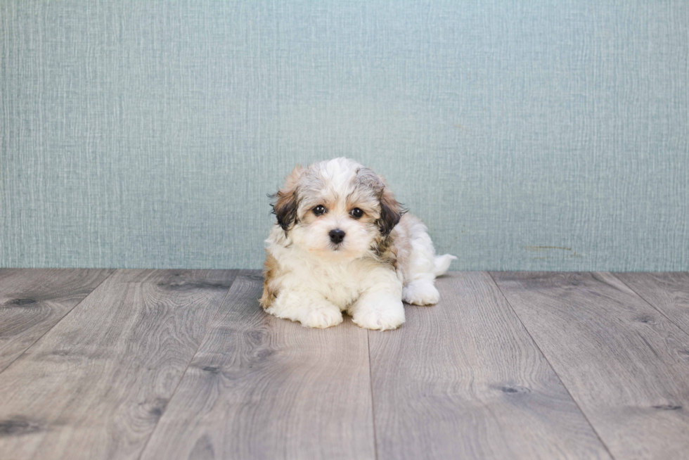 Funny Havanese Baby