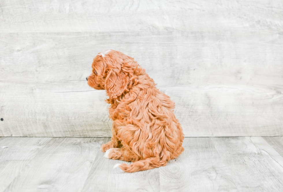 Cavapoo Puppy for Adoption