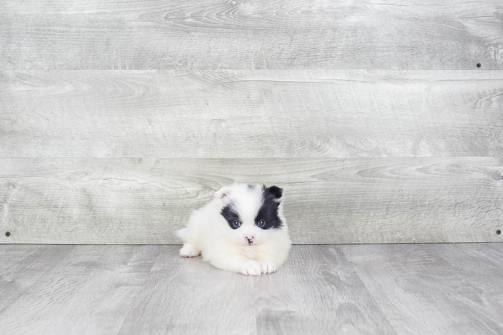 Energetic Pomeranian Purebred Puppy