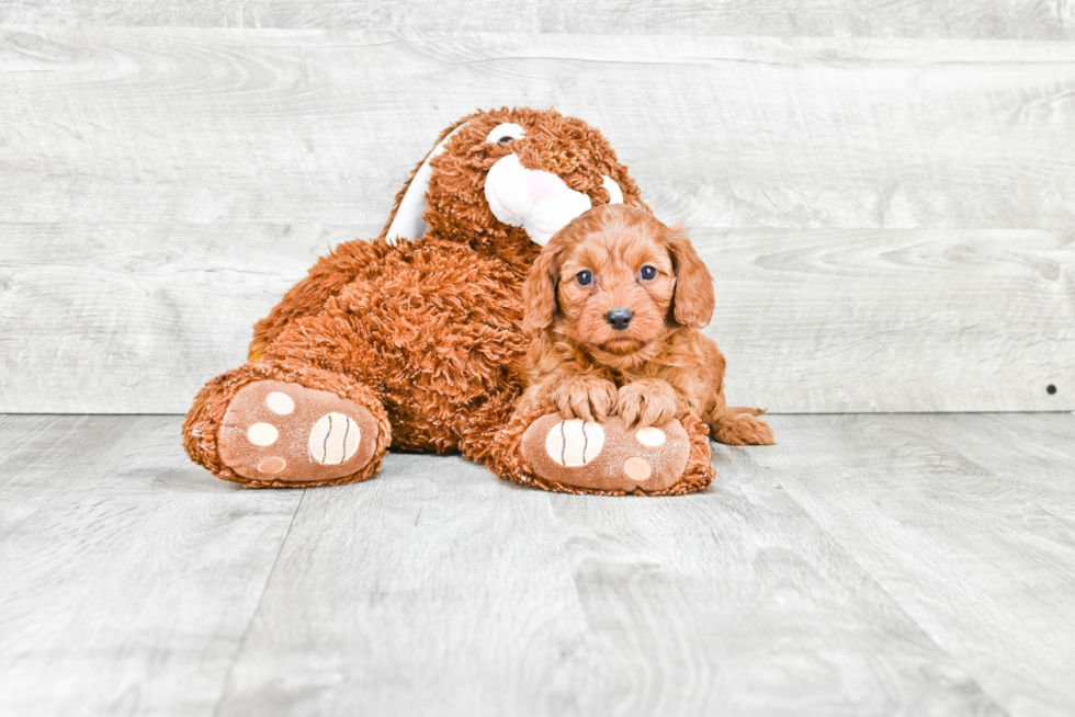 Cavapoo Pup Being Cute