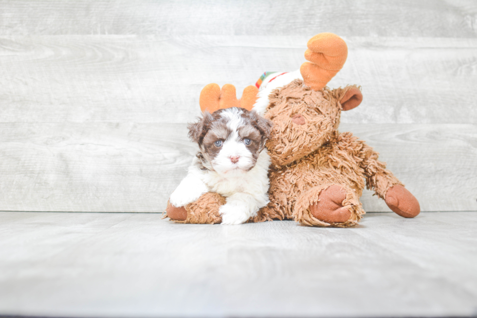 Havanese Pup Being Cute