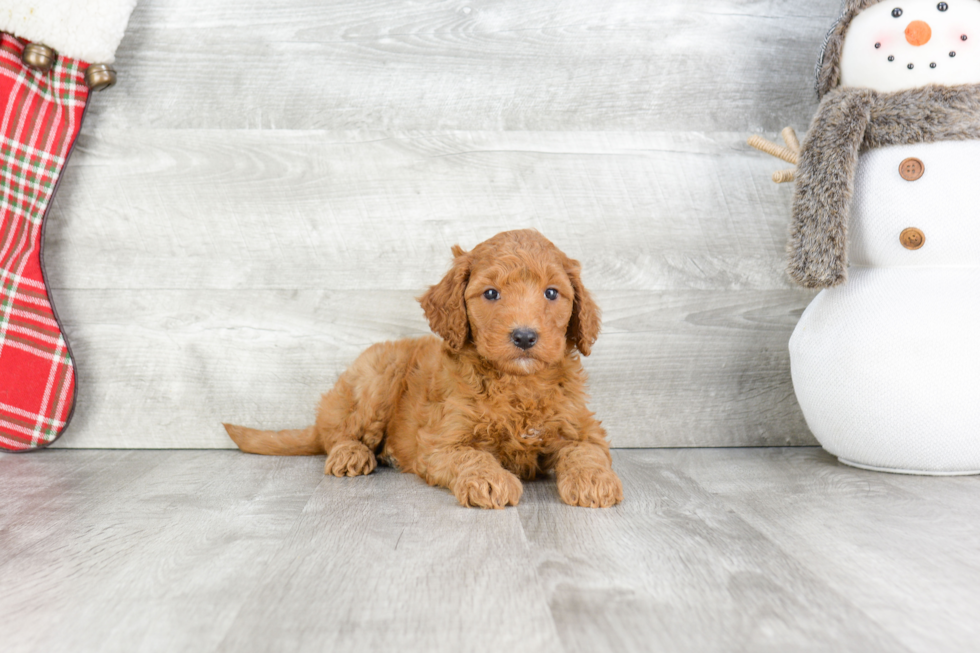 Petite Mini Goldendoodle Poodle Mix Pup