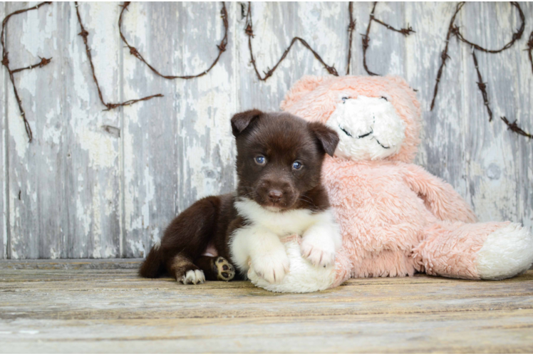 Best Pomsky Baby