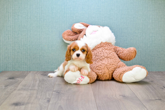 Adorable Cavalier King Charles Spaniel Purebred Puppy