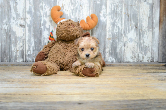 Little Yorkie Designer Puppy