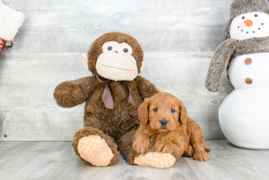 Funny Cockapoo Poodle Mix Pup