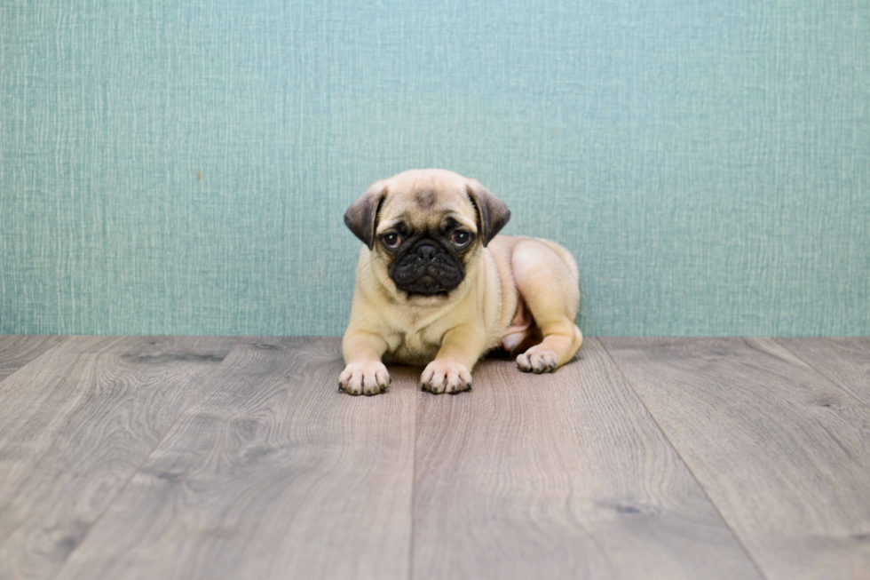 Best Pug Baby