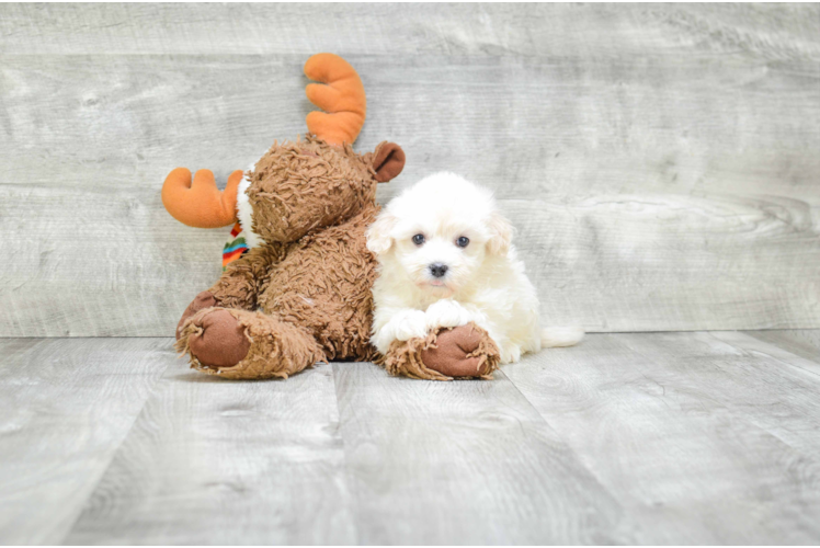 Akc Registered Havanese Purebred Pup