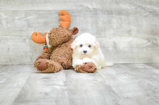 Akc Registered Havanese Purebred Pup