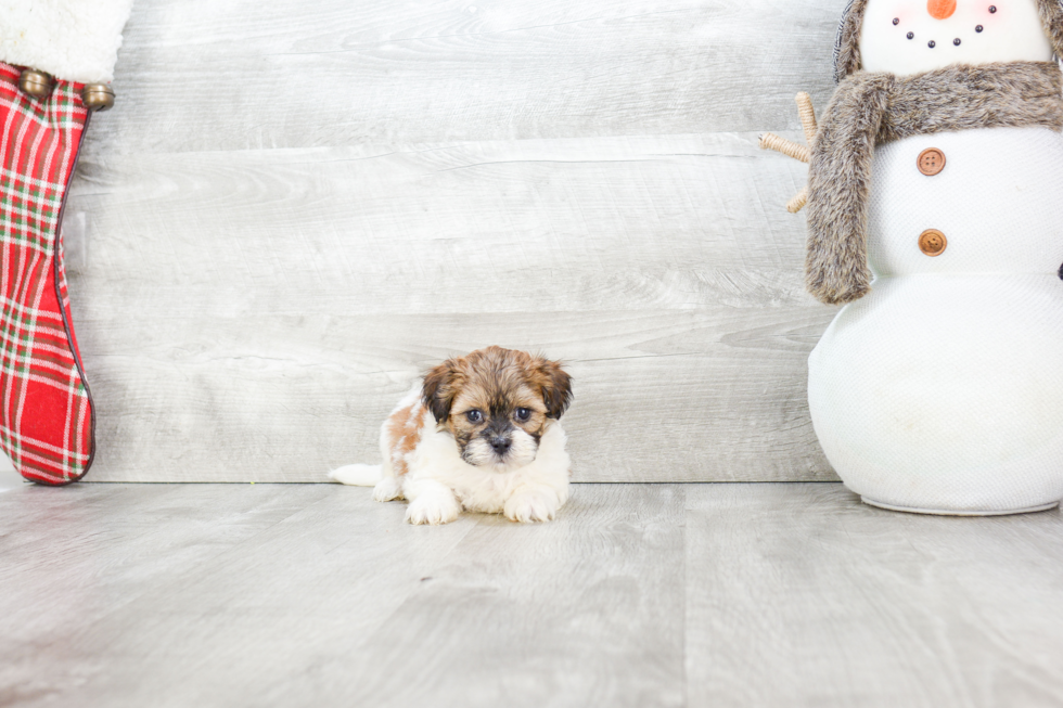 Teddy Bear Pup Being Cute