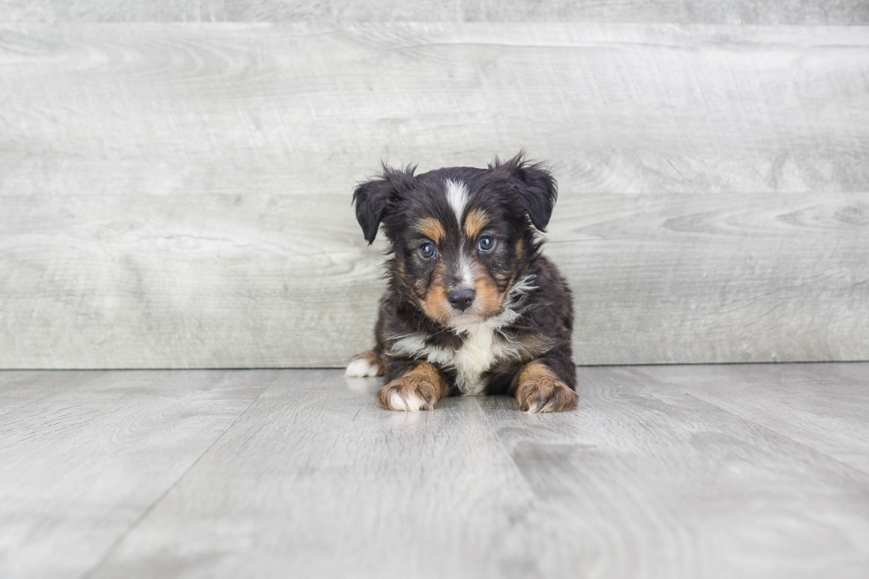 Mini Aussiedoodle Puppy for Adoption