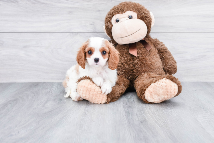 Cavalier King Charles Spaniel Pup Being Cute