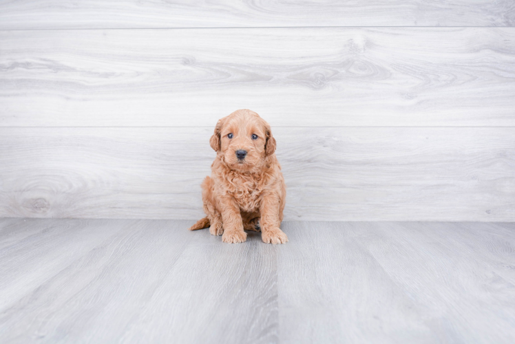 Mini Goldendoodle Pup Being Cute