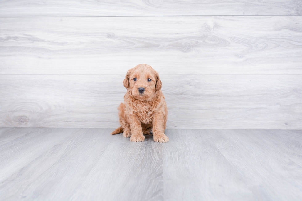 Mini Goldendoodle Pup Being Cute