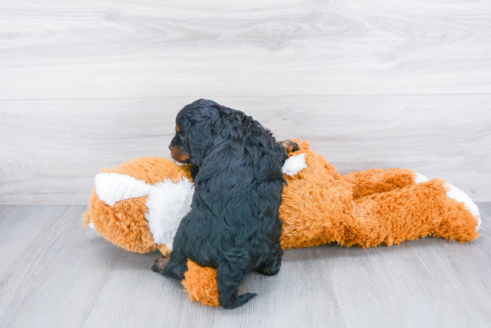 Sweet Cavapoo Baby