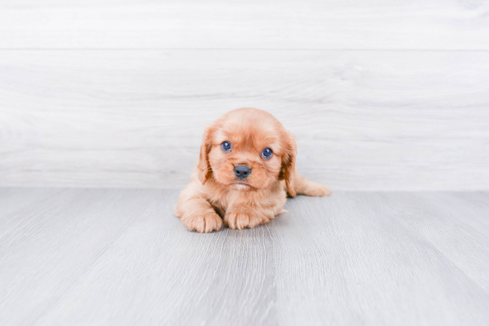 Friendly Cavalier King Charles Spaniel Purebred Pup