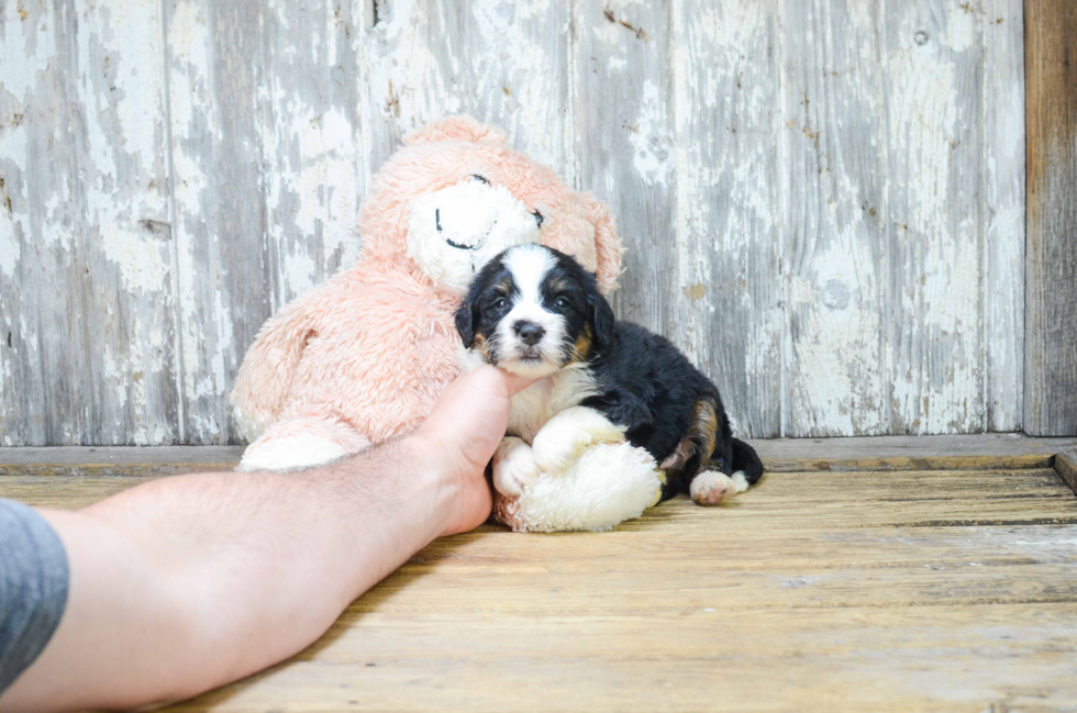 Mini Bernedoodle Pup Being Cute