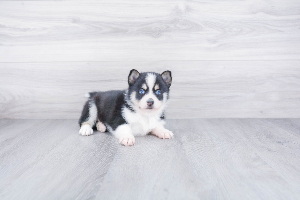 Petite Pomsky Designer Pup