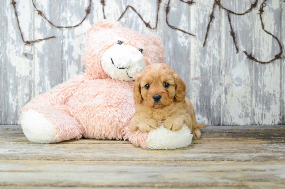 Energetic Cavoodle Poodle Mix Puppy