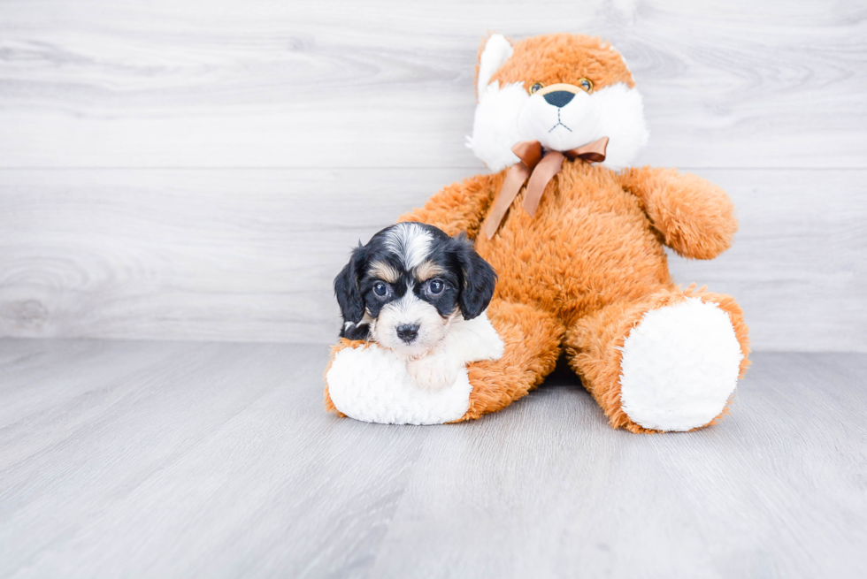 Cavachon Puppy for Adoption