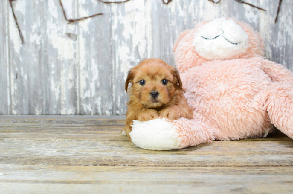 Happy Shorkie Baby