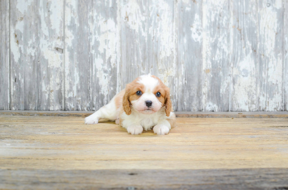 Cavalier King Charles Spaniel Puppy for Adoption