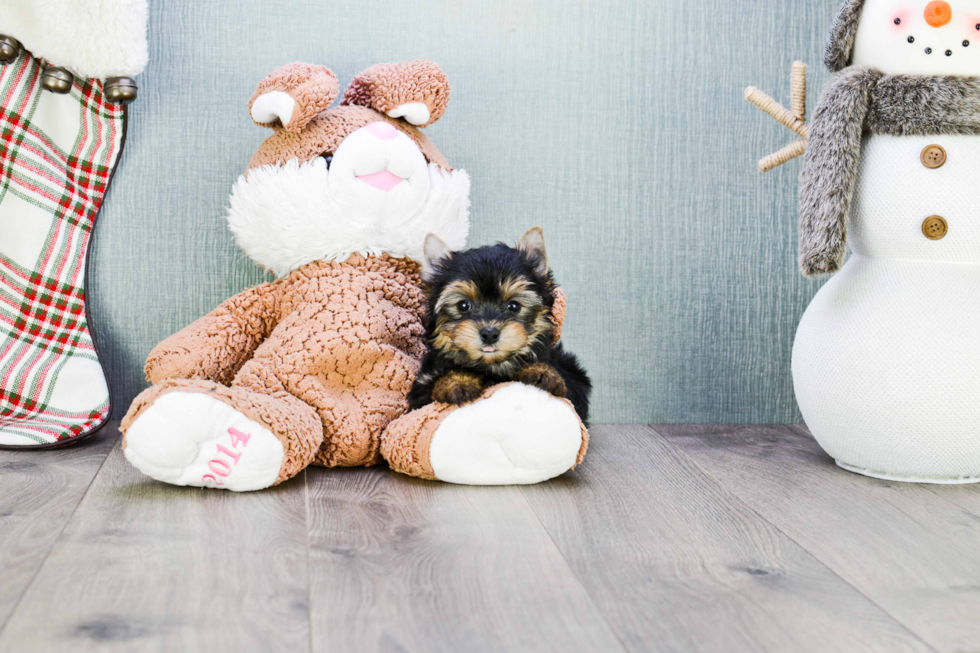 Meet Beckham - our Yorkshire Terrier Puppy Photo 