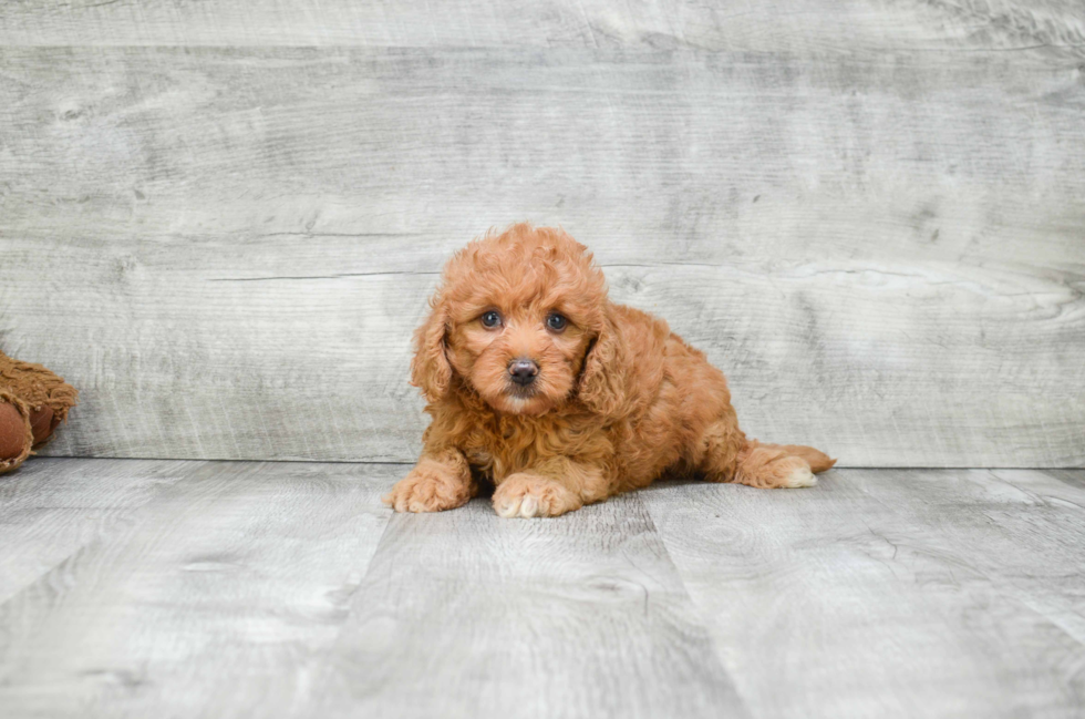 Energetic Golden Retriever Poodle Mix Puppy