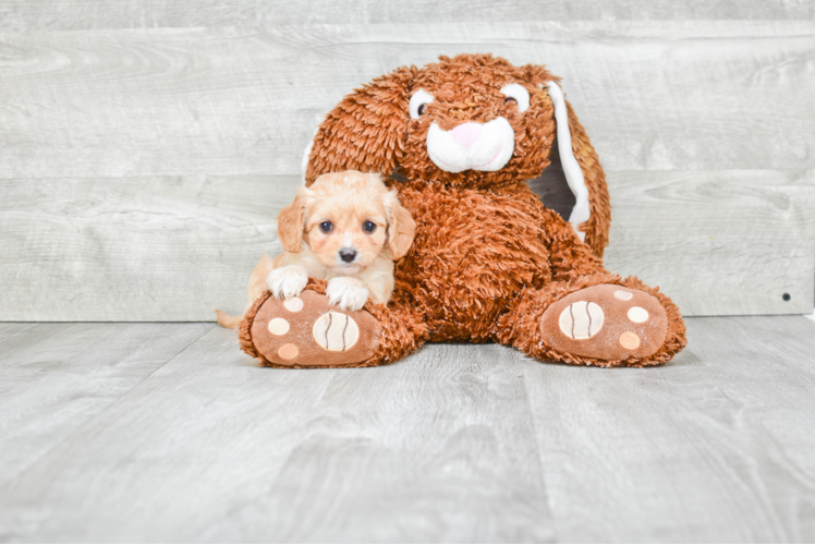 Petite Cavapoo Poodle Mix Pup