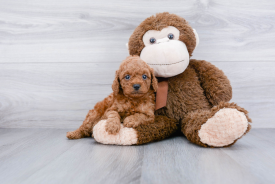 Energetic Cavoodle Poodle Mix Puppy